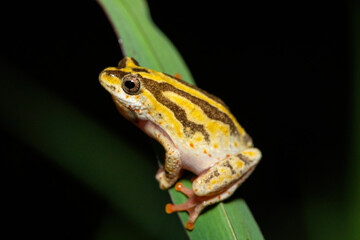 A cute painted reed frog (Hyperolius marmoratus marmoratus), also known as a marbled reed frog, near a pond