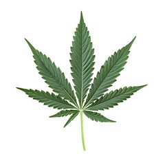 Exploring cannabis culture ganja leaf symbolism in nature botanical content close-up perspective