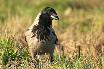Hooded crow on meadow, watching and posing to camera