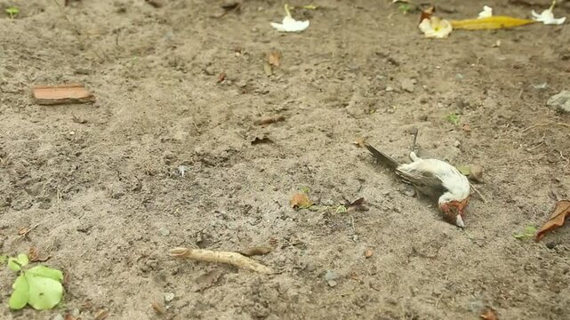 bird killed by a cat, head with blood, flies and ants