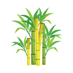 Naklejka premium Bamboo isolated on white background