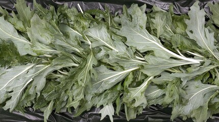 Fresh, vibrant green leaves of a leafy vegetable, closely packed and arranged in a horizontal line, on a dark background, suggesting a market display or harvest.
