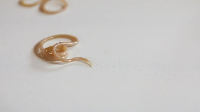 close up of parasites known as Nematodes. Dog worms in motion