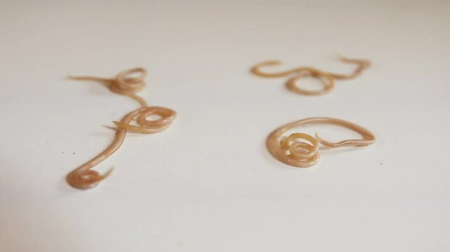 parasites known as Nematodes. Dog worms on the move