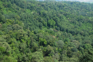 Obraz premium Aerial view of dense and green tropical forest. Natural green pattern and texture background. Natural forest vegetation. Ecology and environment concept. For graphic design, 3D rendering and banner ba