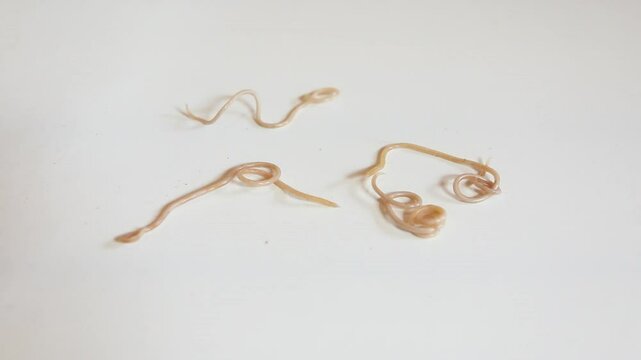 parasites known as Nematodes. Dog worms on the move