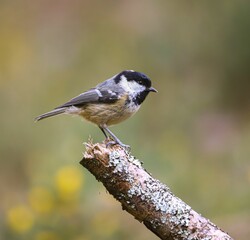 Coal tit on lichen-covered branch
