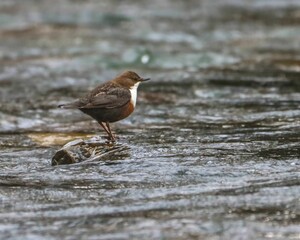 European dipper bird in its natural habitat.