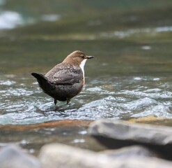 Dipper bird in a flowing stream.