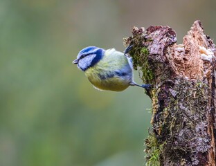 Blue Tit on Mossy Tree Stump