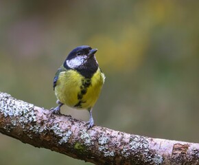 Great tit on a lichen branch