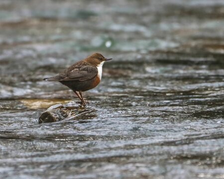 European dipper bird in its natural habitat.