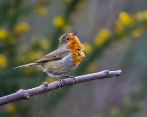 European robin singing on a branch.