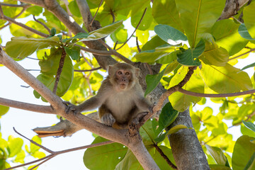 Macaque monkey in the park on Monkey Island in Vietnam, Nha Trang. The monkey sits high on a tree branch and looks away. Selective focus, close-up.