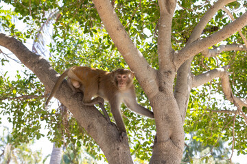 Macaque monkey in the park on Monkey Island in Vietnam, Nha Trang. The monkey sits high on a tree branch and looks away. Selective focus, close-up.