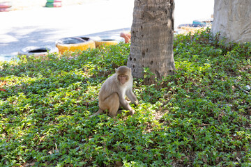 Macaque monkey in the park on the Monkey Island in Vietnam, Nha Trang. The monkey sits in the shade under a tree and looking down. Selective focus, close-up.