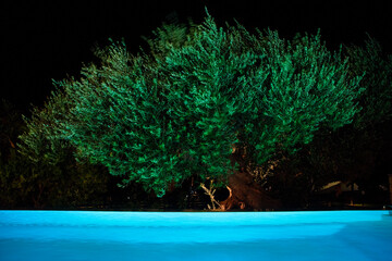 Olive tree moved by the wind illuminated at night by the lights of a swimming pool
