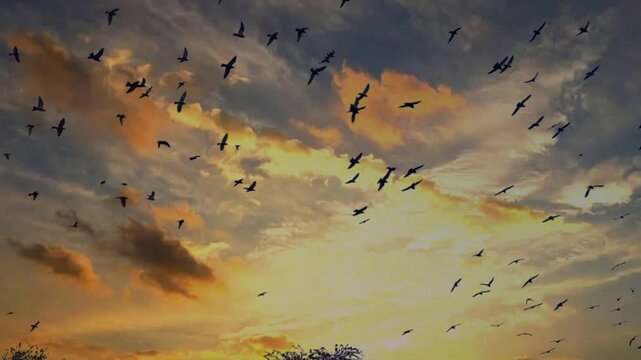 flock of birds on the ground, flock of birds flying over the clouds