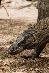 Komodowaran (Varanus komodoensis) in seiner natürlicher Umgebung im Loh Liang Komodo Nationalpark in Indonesien.