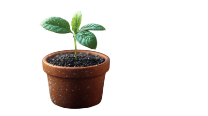 Emergence of Life: A tiny sprout, a symbol of potential, unfurls its tender leaves from rich soil in a terra cotta pot.