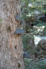 Tree Mushrooms