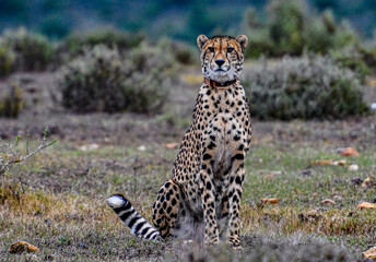 Gepard in Lauschposition © Dieter