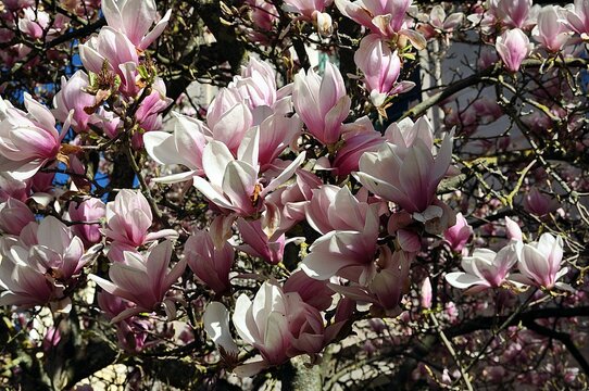 Tulpenbaum