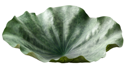  Lotus Leaf Elegance: A single, intricately veined lotus leaf sits serenely, displaying its vibrant green color and delicate texture.