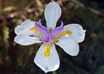 Close up of an Iris blossom in my garden