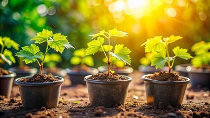 Grape Seedlings in Plastic Pots with Bokeh Background - Stock Photo