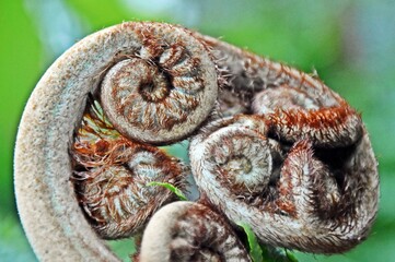 Close up of new tree fern leaves in my garden