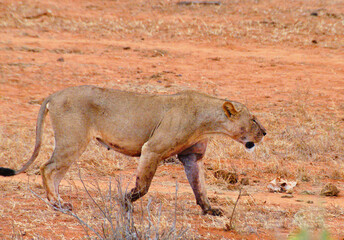 Lioness walks in the typical red earth bush in Kenya