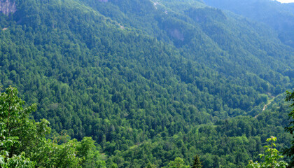 Fototapeta premium Majestic Mountainside Panorama: A Verdant Tapestry of Nature's Grandeur