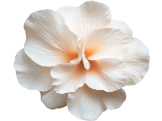 Large white flower with orange center displaying delicate petals on a transparent background, cut out