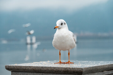 A seagull on a lakeside fence