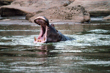 Hippopotamus head roaring as it rises above the water in a river in Tsavo East, Kenya