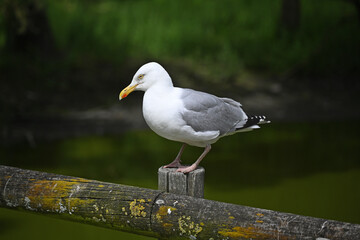 close-up of a seagull perched on a wooden fence