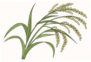 grass isolated on white background