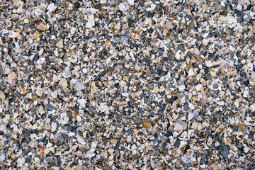 Top view of beach covered in broken seashell fragments and shell crumbs. Natural texture with scattered shell pieces in various shapes and colors. For backgrounds, nature themes, and coastal designs.
