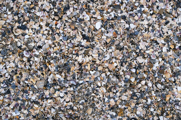Top view of beach covered in broken seashell fragments and shell crumbs. Natural texture with scattered shell pieces in various shapes and colors. For backgrounds, nature themes, and coastal designs.