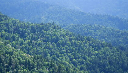 Fototapeta premium Serene Green Mountainscape: A Breathtaking Panorama of Lush Forests