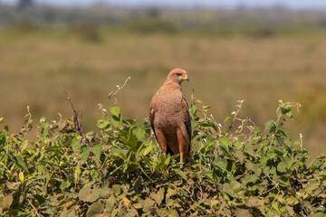Close up of a Savanna Hawk Perched on a bush in the Pantanal, Brazil