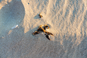Toter Fisch am Strand in Salala Oman