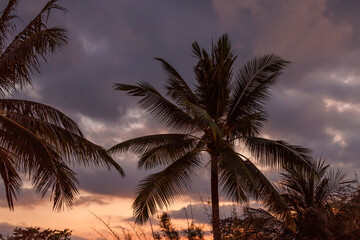 Obraz premium palm trees at sunset
