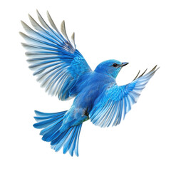 Bluebird Flight Freedom in White on transparent background.