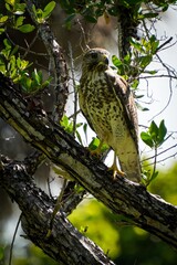 Red-tailed hawk