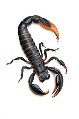 Detailed view of a black scorpion with orange highlights, showcasing its unique features and striking appearance.