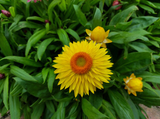 Xerochrysum bracteatum, commonly known as the golden everlasting or strawflower	
