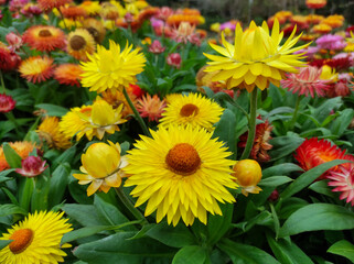 Xerochrysum bracteatum, commonly known as the golden everlasting or strawflower	