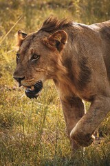 Lion spotted in Tanzania